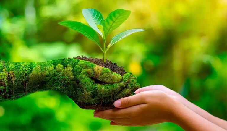 From Seeds to Forests: The Courage to Cultivate Our Wounded World
